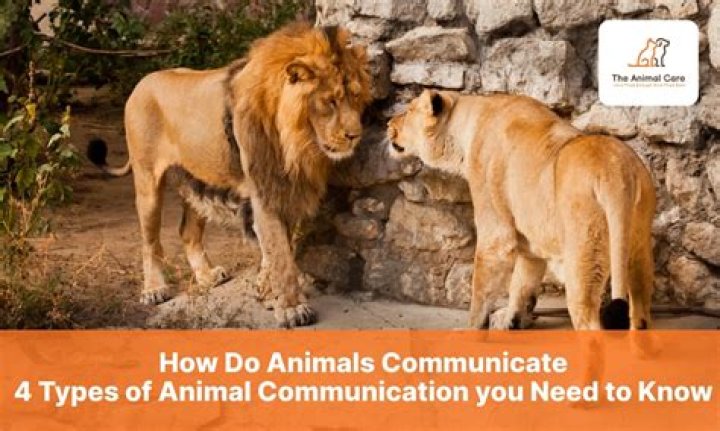 How Animals Use Sound to Communicate Answer Key PDF