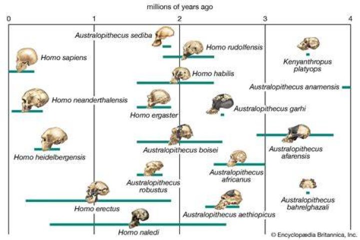 How are Homo sapiens related to other animals?