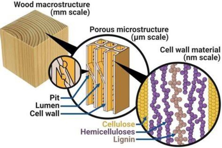 How are lignin and wood connected?