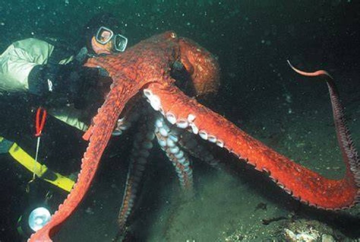 How big do Brown Pacific octopus get?