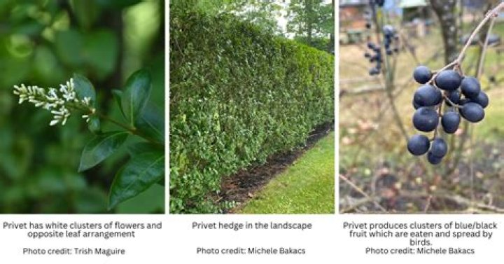 How big does a privet bush get?