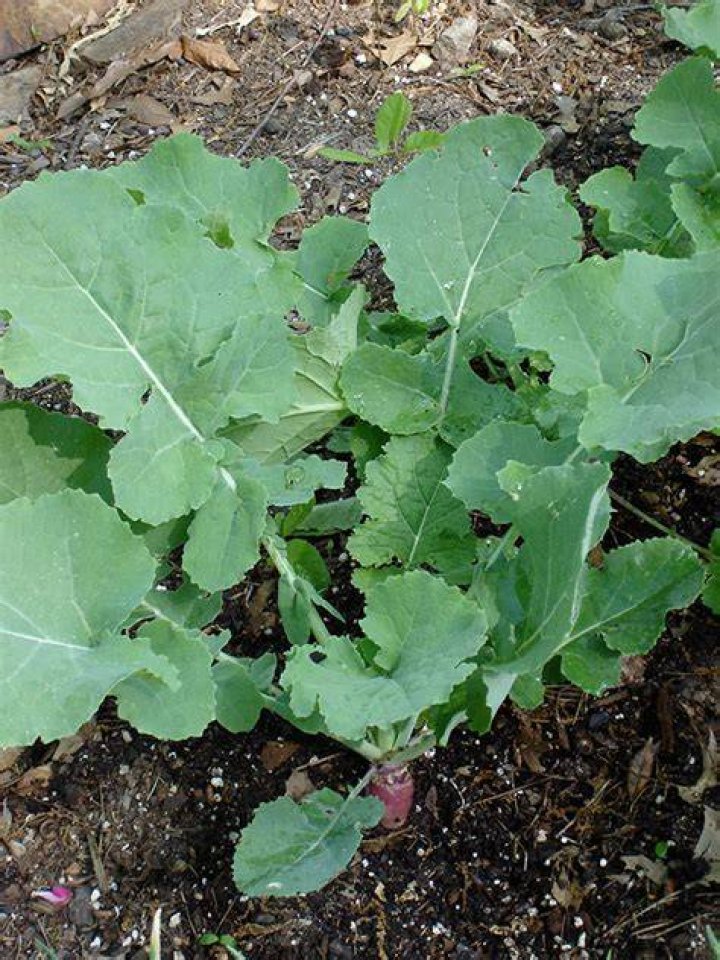 How big is a rutabaga plant?