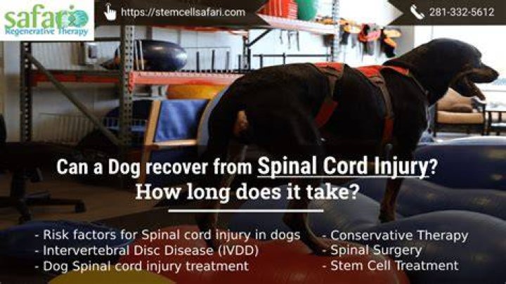 How can I help my dog with spinal damage?