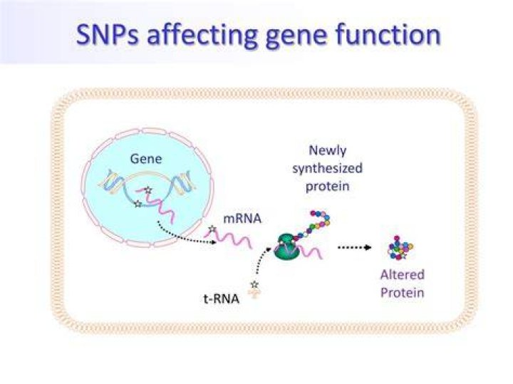 How can SNPs affect the function of a gene?