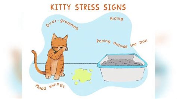 How can you tell if your cat has anxiety?