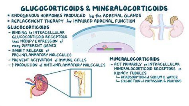 How do glucocorticoids affect memory?
