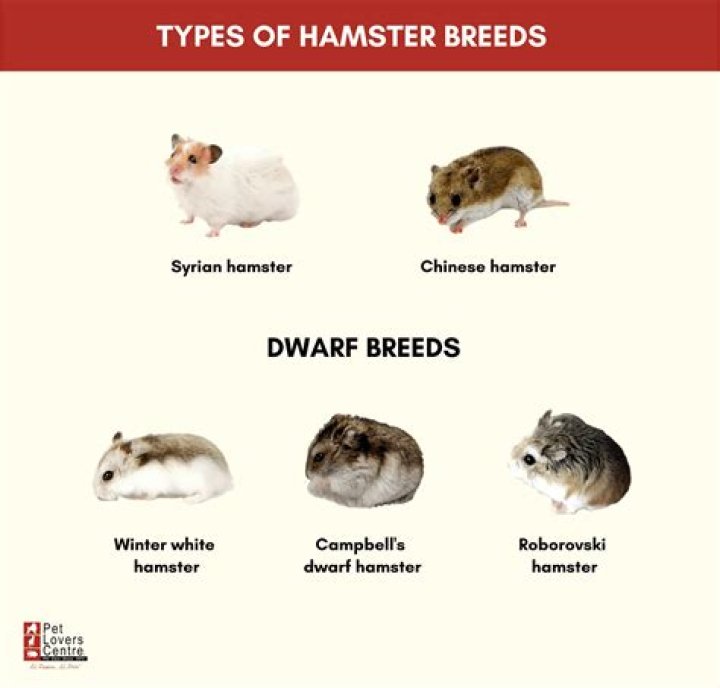 How do you breed a Campbell dwarf hamster?