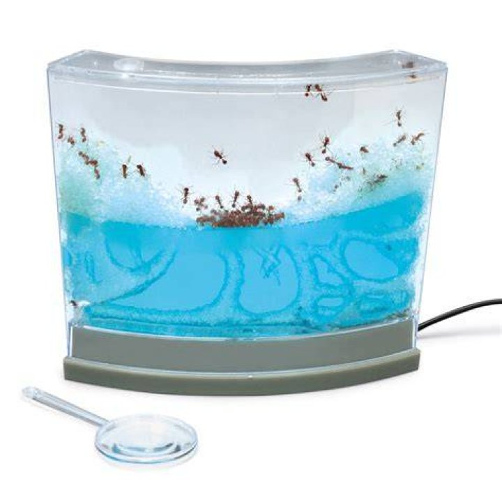 How do you care for a gel ant farm?
