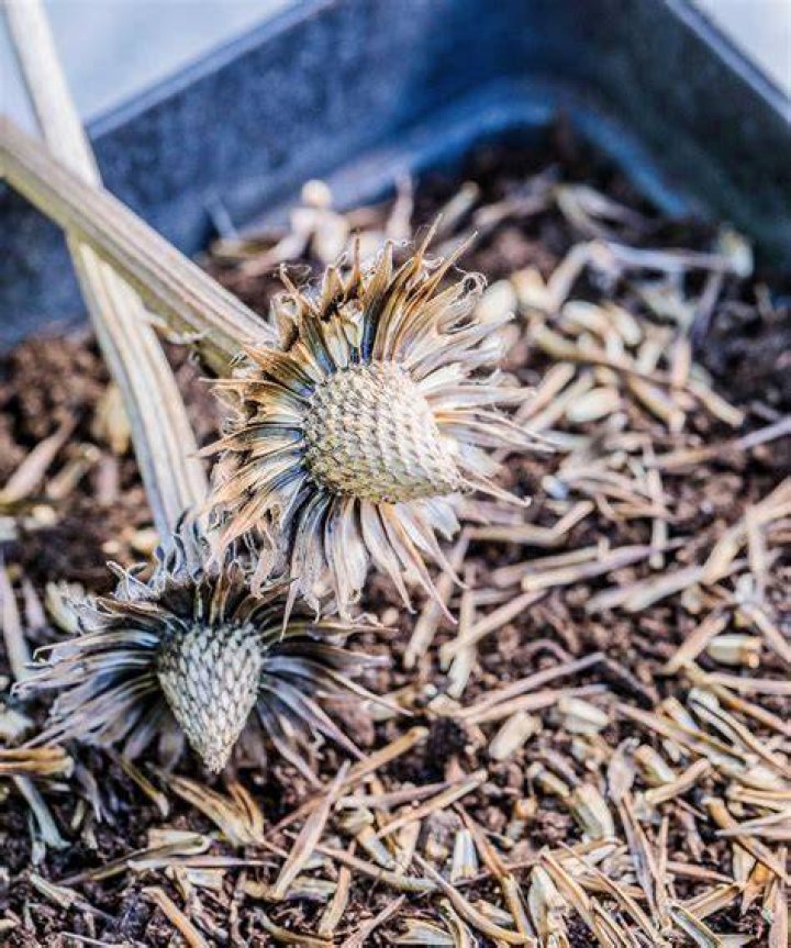 How do you harvest a death flower?