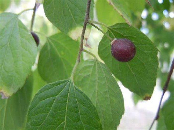 How do you identify Hackberry?