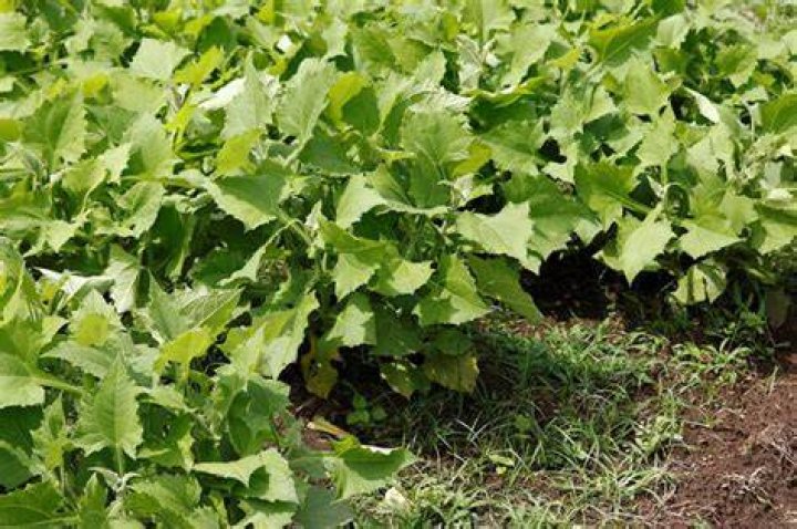 How do you plant yacon?