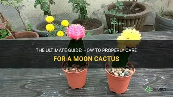 How do you take care of a moon cactus?
