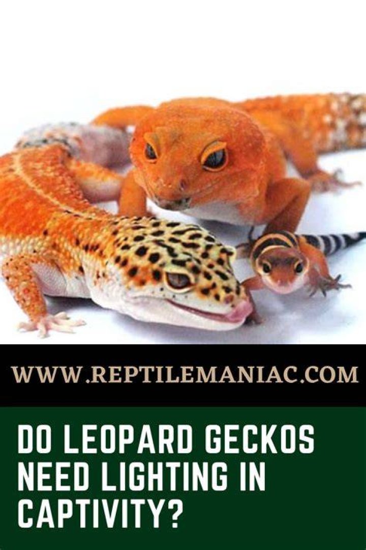 How do you treat cryptosporidiosis in geckos?