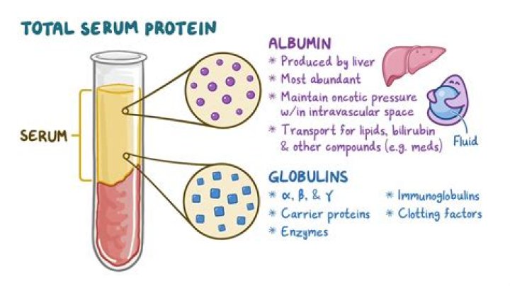 How do you treat low total protein levels?