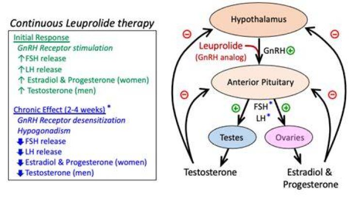 How does leuprolide stimulation test work?
