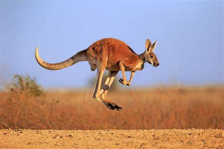 How does panting cool a kangaroo?