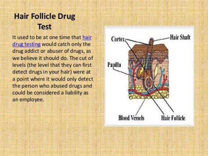 How far back do hair follicle drug test?