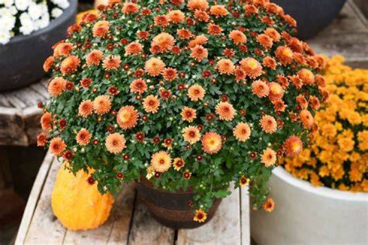 How late can you buy mums?