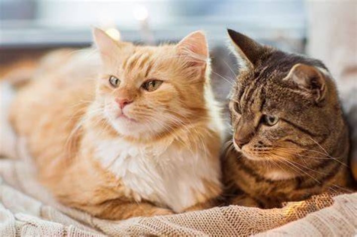 How long do cats with colitis live?