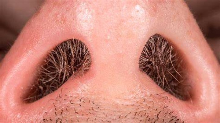 How many nose hairs are in a human nose?