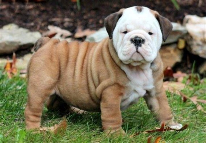 How much do British Bulldogs cost in Australia?