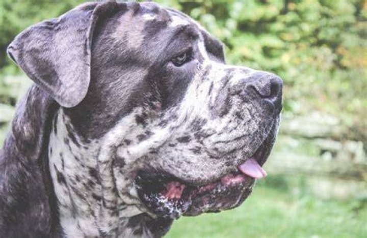 How much does an American Mastiff cost?