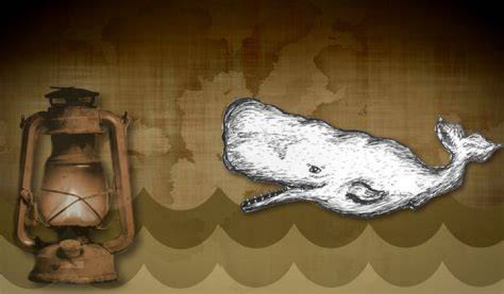 How much oil is in the head of a sperm whale?