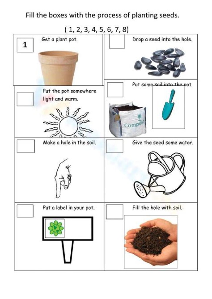 How to Plant a Seed for Kids: Fun Worksheet PDF for Children
