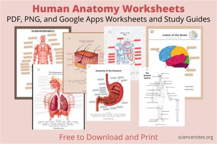 Free Human Anatomy and Physiology Worksheets PDF for Students & Teachers