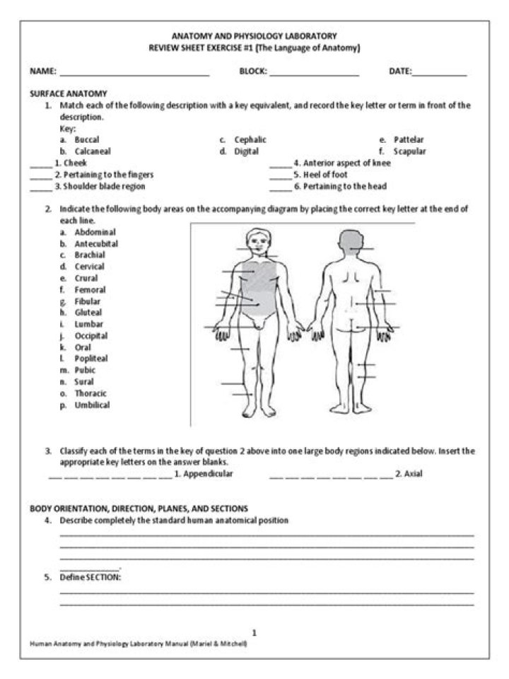 Free Human Anatomy Worksheet PDF – Printable Learning Tool