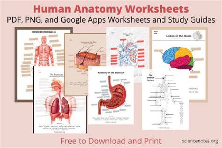 Free Human Anatomy Worksheets PDF – Learn Body Systems Easily