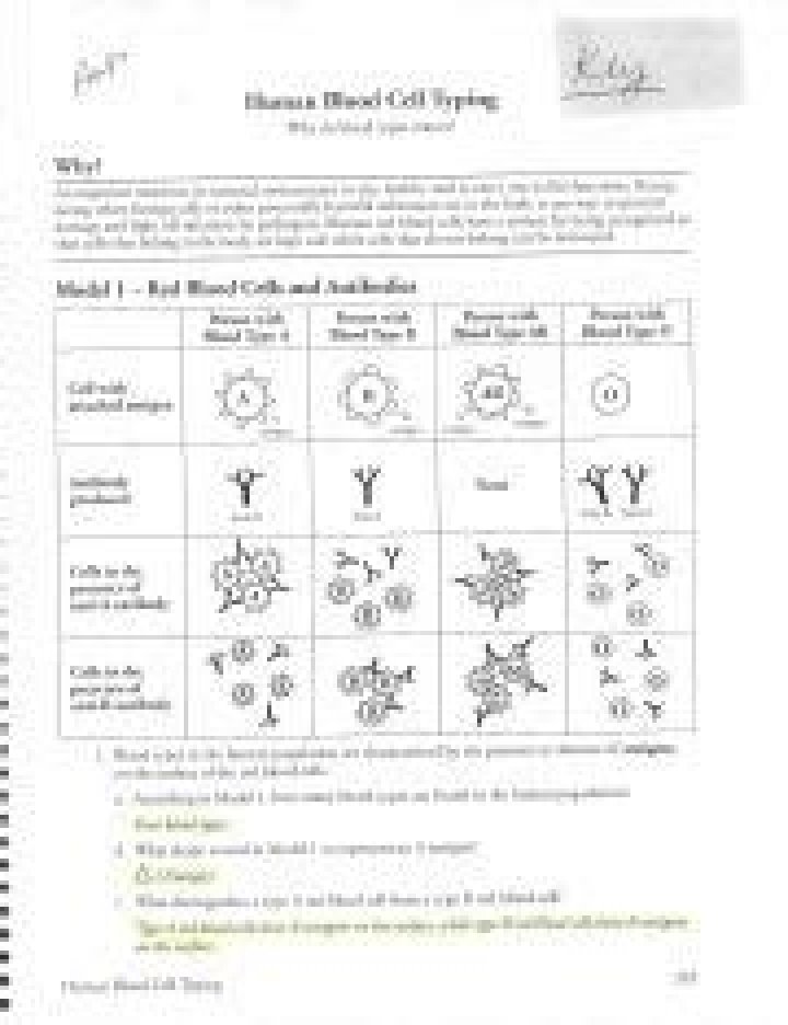 Human Blood Cell Typing Pogil Answer Key PDF – Complete Study Guide
