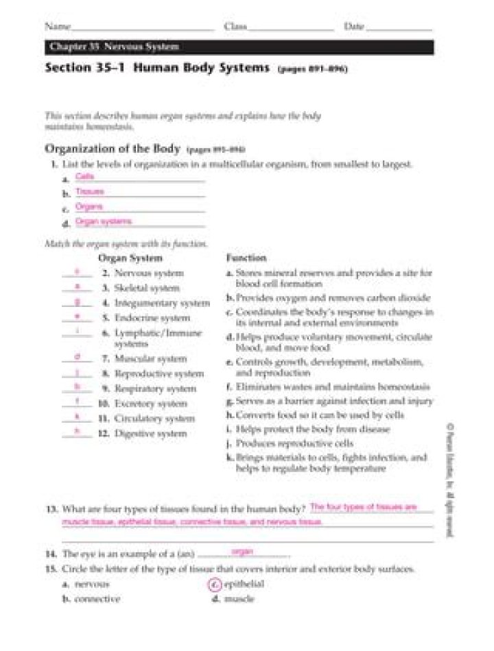 Human Body System Questions and Answers PDF – Study Smart!