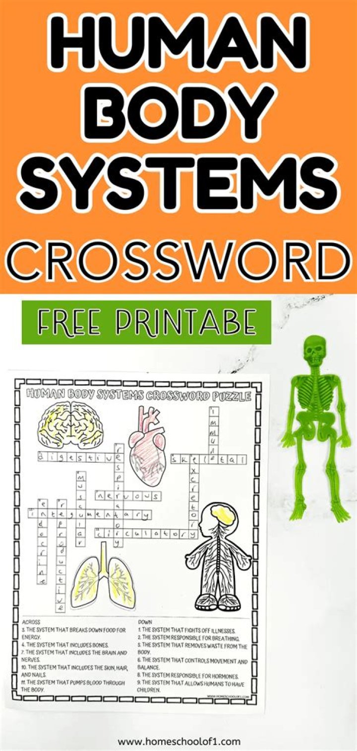 Human Body Systems Crossword Puzzle Answer Key PDF
