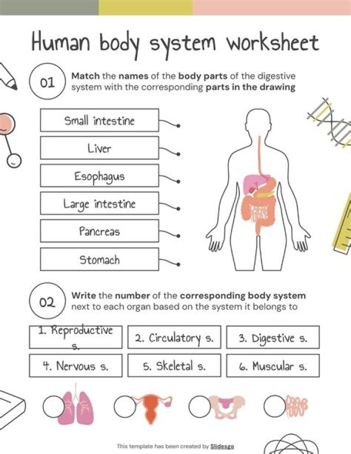 Free Human Body Systems Worksheets for High School - PDF Download