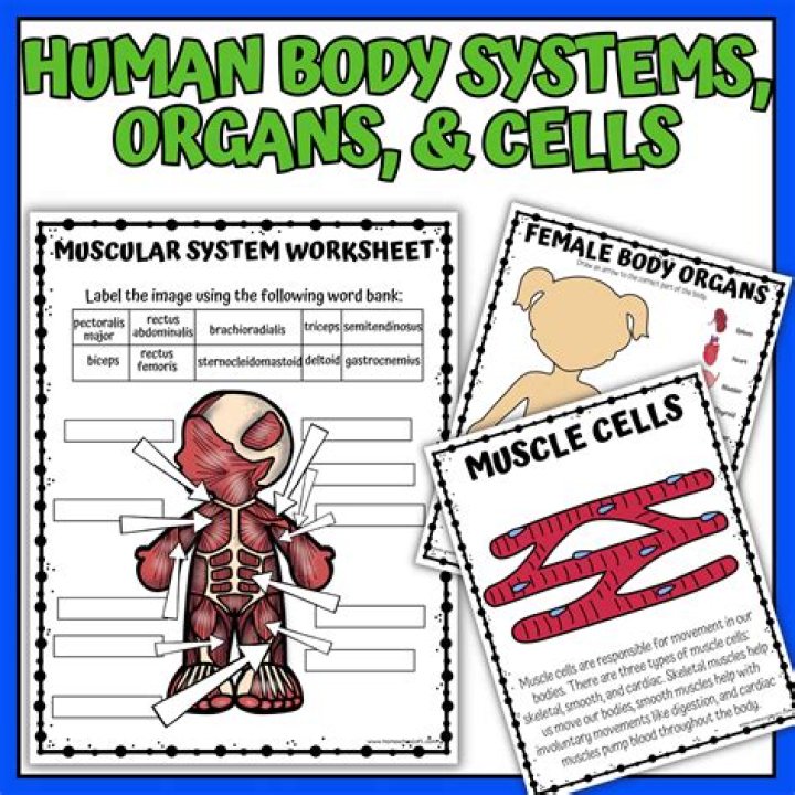 Free Human Body Worksheets PDF – Instant Printable Learning Resources