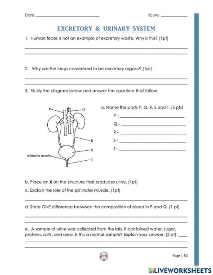 Human Excretory System Questions & Answers PDF: Complete Study Guide