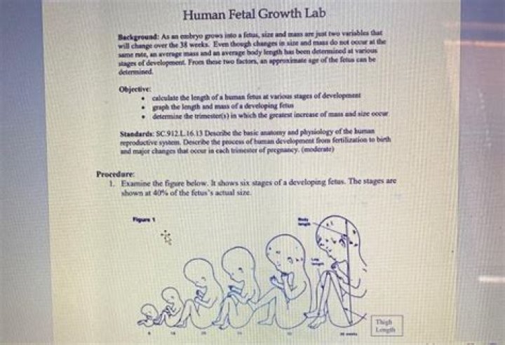 Human Fetal Growth Lab Answers PDF: Expert Insights & Key Findings