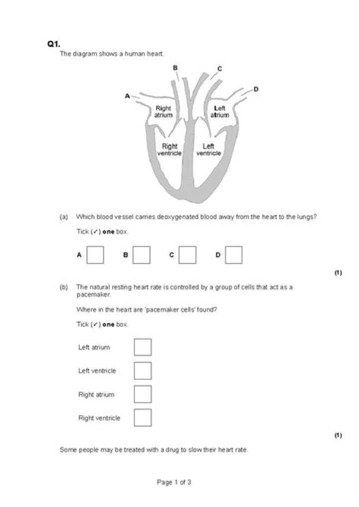 Human Heart Questions and Answers PDF: Expert Insights
