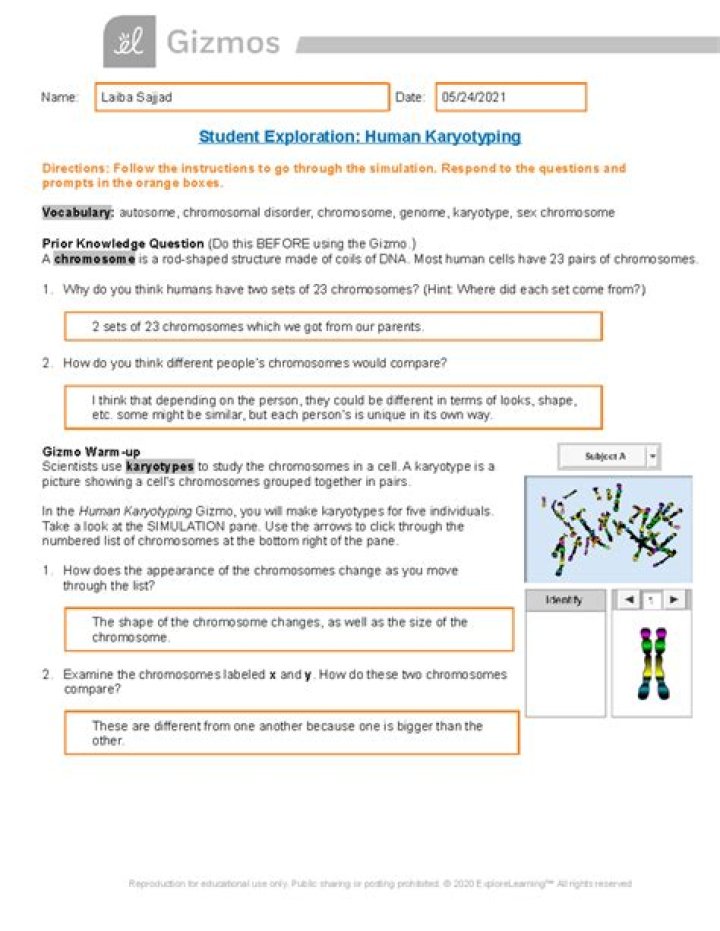 Human Karyotyping Gizmo Answer Key PDF: Step-by-Step Guide