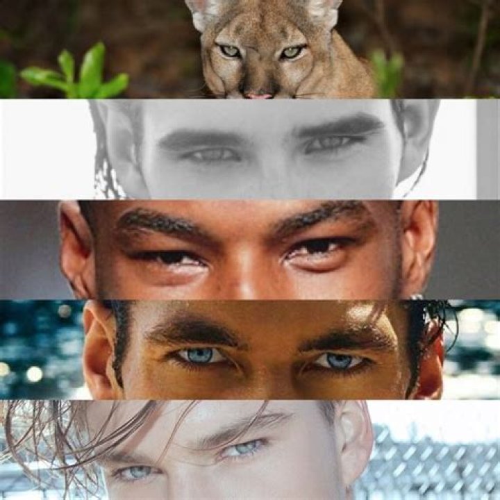 Hunter (Predator) Eyes vs Prey Eyes in Humans What Is It And How To Get It