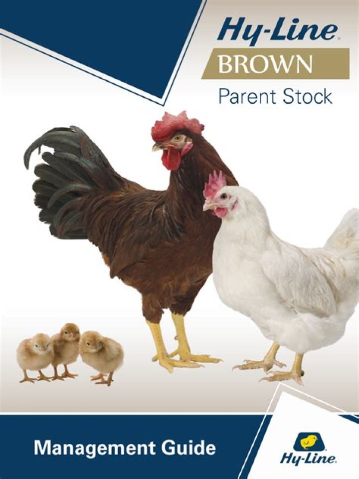 Hy-Line Brown Management Guide PDF: Expert Strategies for Livestock & Farm Operations