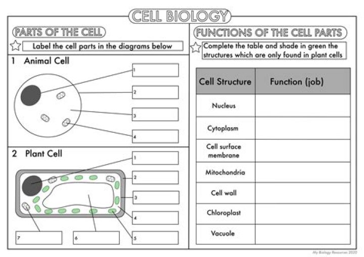 IGCSE Biology Worksheets PDF – Download Free Study Resources
