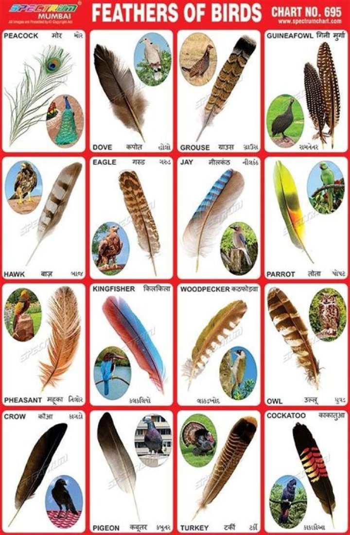 Illegal Feathers List PDF – Prohibited Wildlife Products
