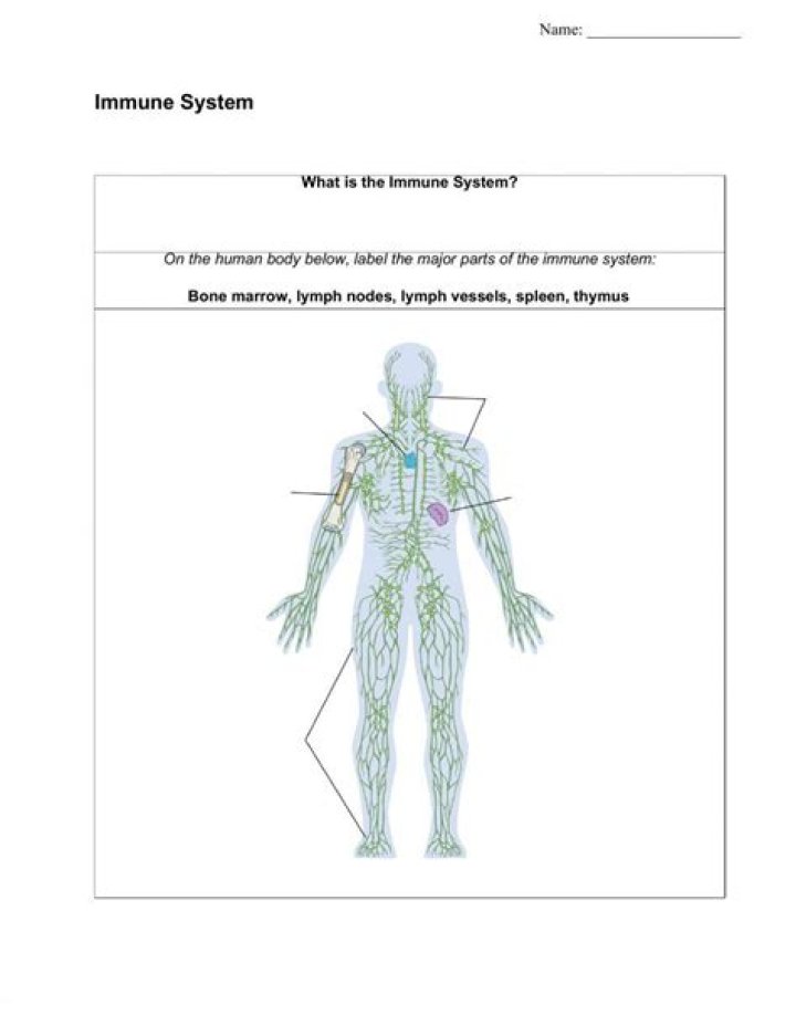 Immune System Worksheet High School PDF – Free Educational Resource