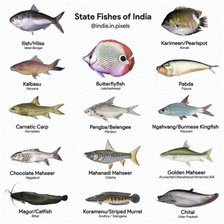 Indian Fish Names List with Pictures PDF – Complete Guide