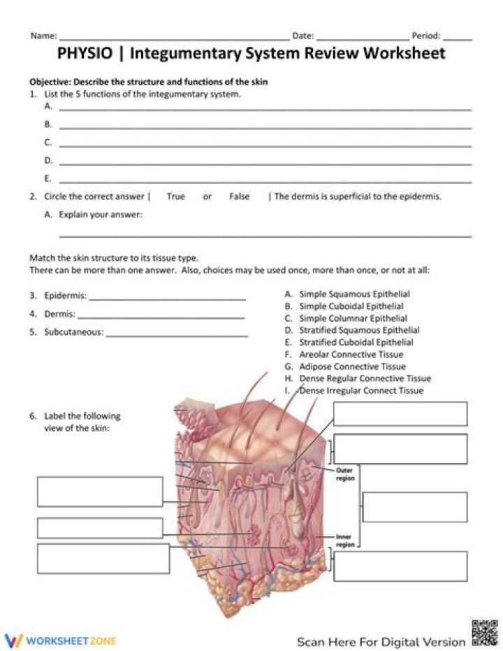 Integumentary System PDF Worksheet: Study Guide & Answers