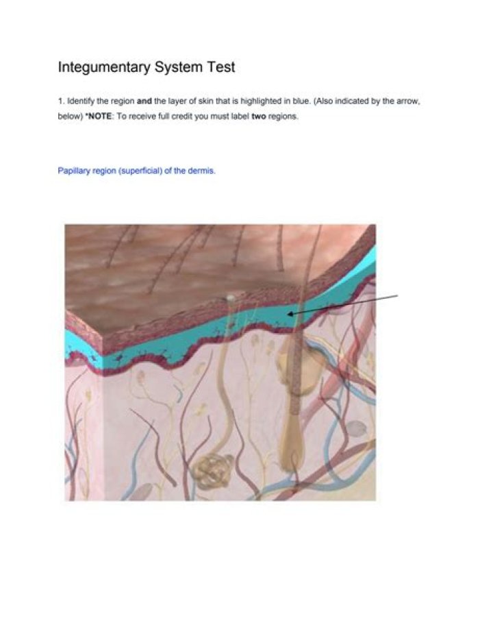 Integumentary System Test PDF: Comprehensive Guide & Study Resources