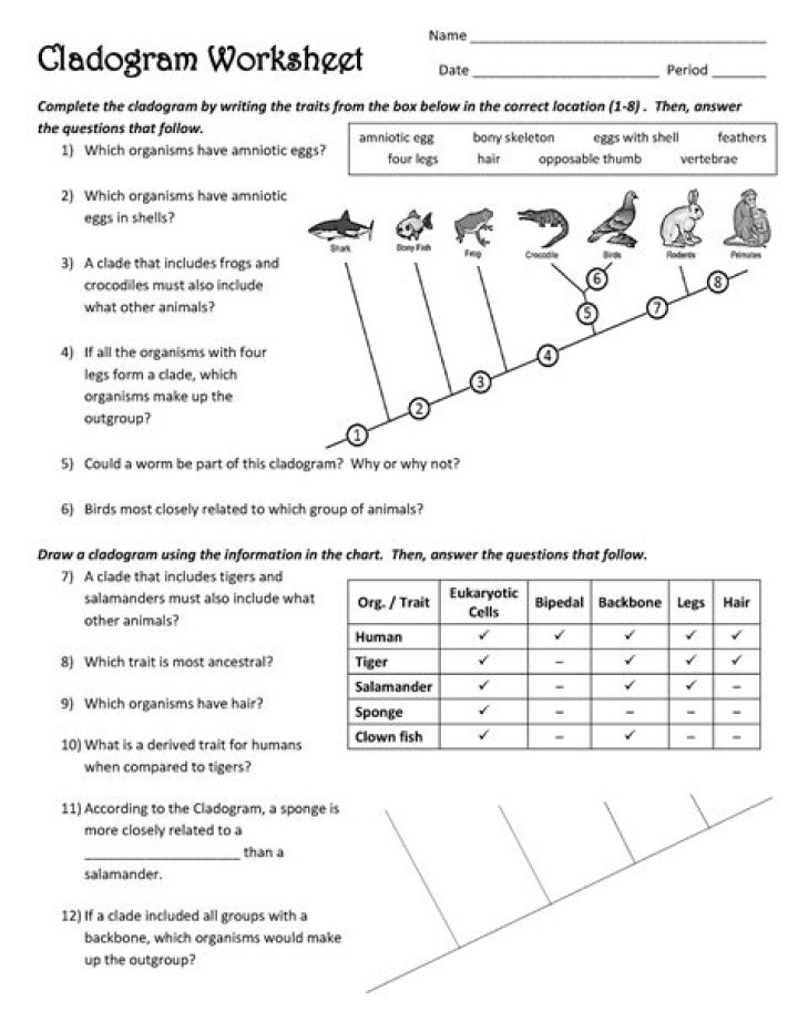Interpreting and Constructing Cladograms: Expert PDF Answer Key