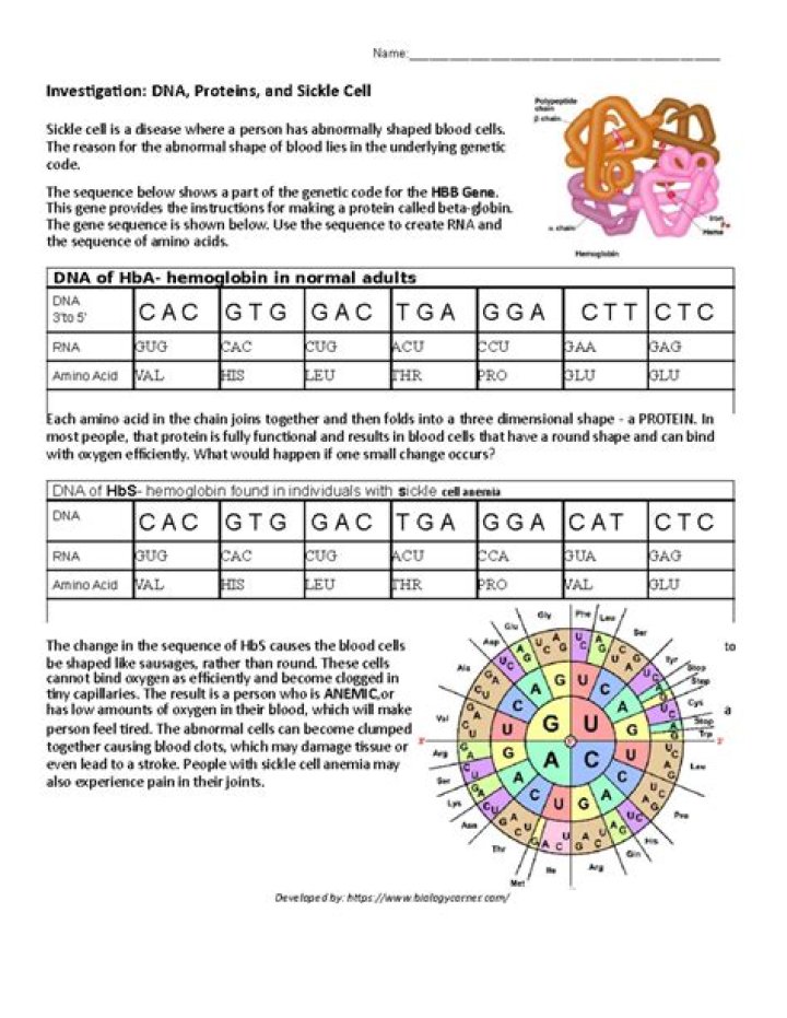 Investigating DNA Proteins and Mutations: Answer Key PDF